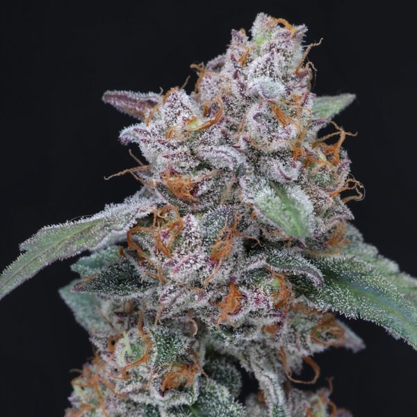SherBacio OG Auto (Pure Instinto) Feminiosidut
