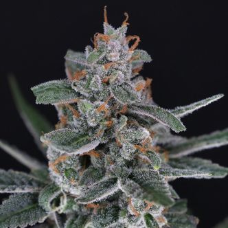 Tri-Whip Kush Auto (Pure Instinto) feminisoitu