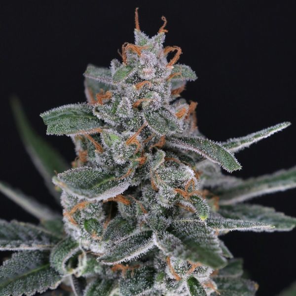 Tri-Whip Kush Auto (Pure Instinto) Feminisoidut