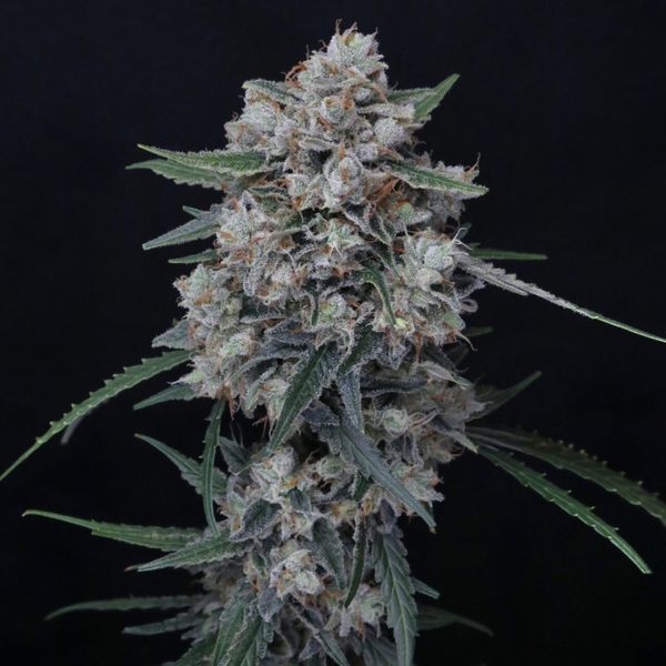 Whipped Runtz Auto (Pure Instinto) Feminisoidut