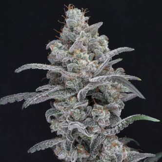 Chimera Crasher (Pure Instinto) Feminisoidut