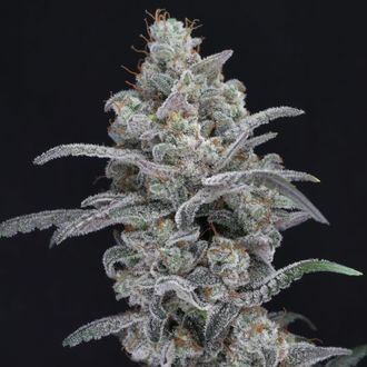 Chimera Crasher (Pure Instinto) Feminisoidut