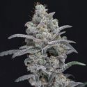 Chimera Crasher (Pure Instinto) Feminisoidut