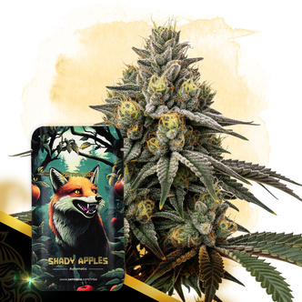 Shady Apples Automatic (Zamnesia Seeds) feminisoidut