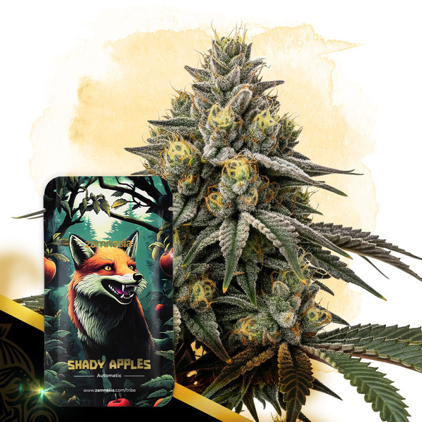 Shady Apples Autoflower (Zamnesia Seeds) Feminisoidut