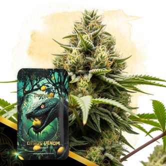 Citrus Venom Automatic (Zamnesia Seeds) feminisoidut