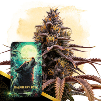 Raspberry Howl Automatic (Zamnesia Seeds) feminisoidut