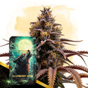 Raspberry Howl Autoflower (Zamnesia Seeds) Feminisoidut