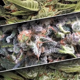 Auto-kokoelmapaketti 1 (Paradise Seeds) feminisoitu
