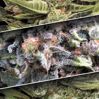 Autoflower-kokoelmapakkaus 1 (Paradise Seeds) Feminisoidut
