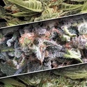 Autoflower-kokoelmapakkaus 1 (Paradise Seeds) Feminisoidut