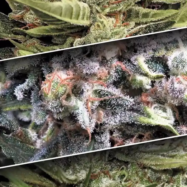 Autoflower-kokoelmapakkaus 1 (Paradise Seeds) Feminisoidut
