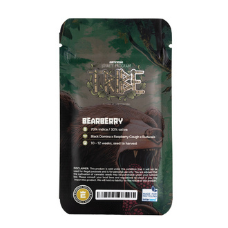 Bearberry Autoflower (Zamnesia Seeds) Feminisoidut