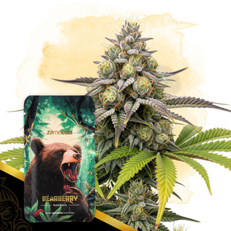 Bearberry Autoflower (Zamnesia Seeds) Feminisoidut