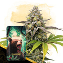 Bearberry Autoflower (Zamnesia Seeds) Feminisoidut