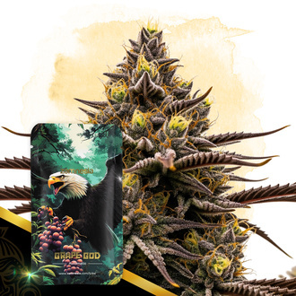 Grape God Autoflower (Zamnesia Seeds) Feminisoidut