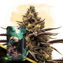 Grape God Autoflower (Zamnesia Seeds) Feminisoidut