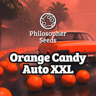 Orange Candy Auto XXL (Philosopher Seeds) Feminisoidut