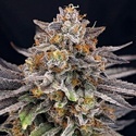 CandyGaz (Ripper Seeds) Feminisoidut