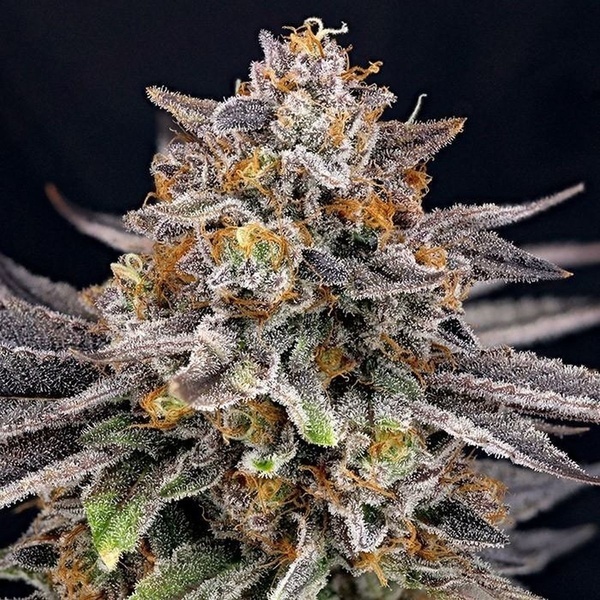 CandyGaz (Ripper Seeds) Feminisoidut