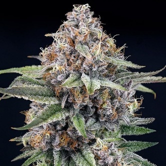 EyeBallz (Ripper Seeds) Feminisoidut kannabiksen siemenet
