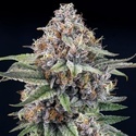 EyeBallz (Ripper Seeds) Feminisoidut