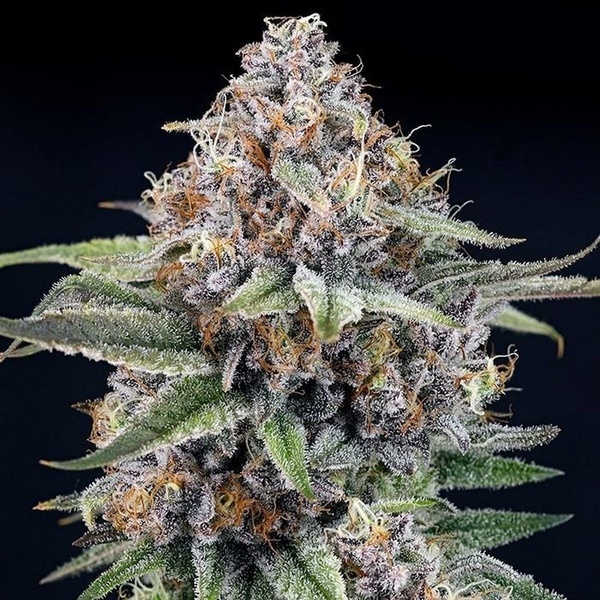 EyeBallz (Ripper Seeds) Feminisoidut