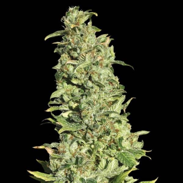 High Level (Eva Seeds) Feminisoidut