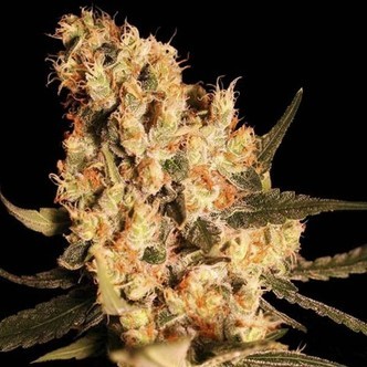 Jamaican Dream (Eva Seeds) feminisoidut