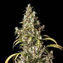 Monster (Eva Seeds) Feminisoidut