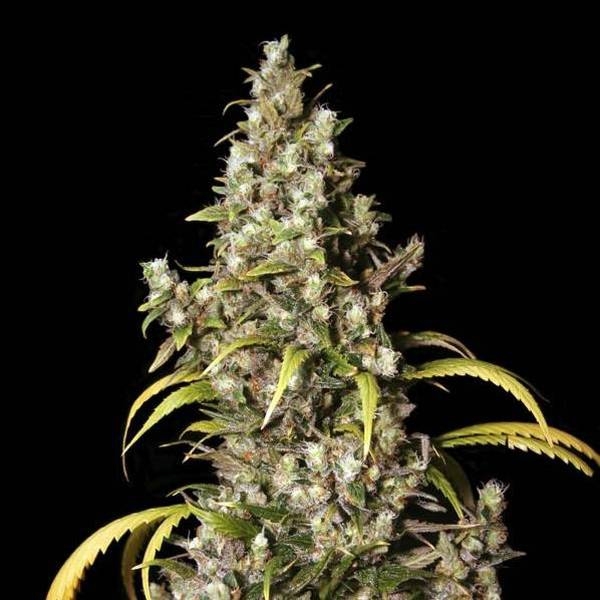 Monster (Eva Seeds) Feminisoidut