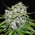 Neville’s Rose Auto (Delicious Seeds) Feminisoidut