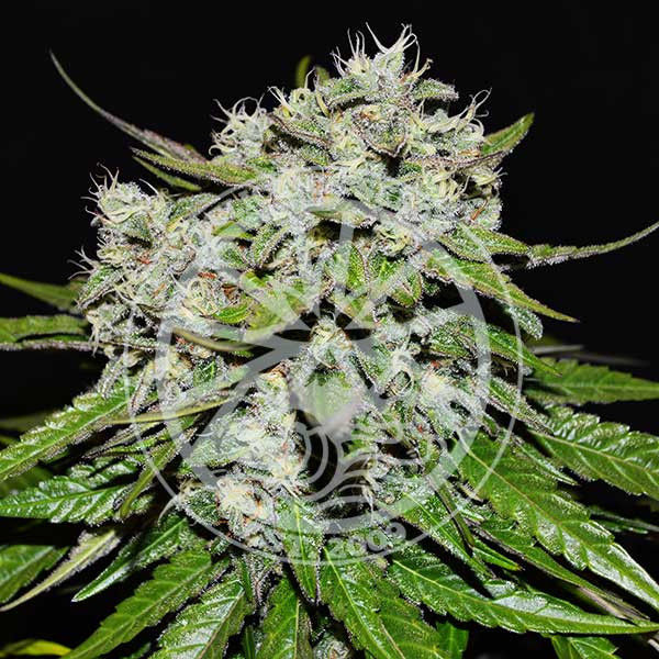 Neville’s Rose Auto (Delicious Seeds) Feminisoidut