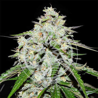 Space Cookies Auto (Delicious Seeds) feminisoitu