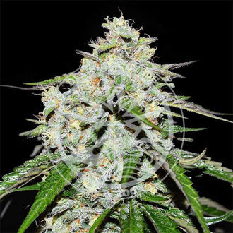 Space Cookies Auto (Delicious Seeds) Feminisoidut