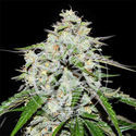 Space Cookies Auto (Delicious Seeds) Feminisoidut