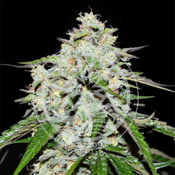 Space Cookies Auto (Delicious Seeds) Feminisoidut