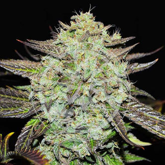 Purple Mango Kush (Delicious Seeds) feminisoidut kannabiksen siemenet