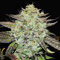 Purple Mango Kush (Delicious Seeds) Feminisoidut