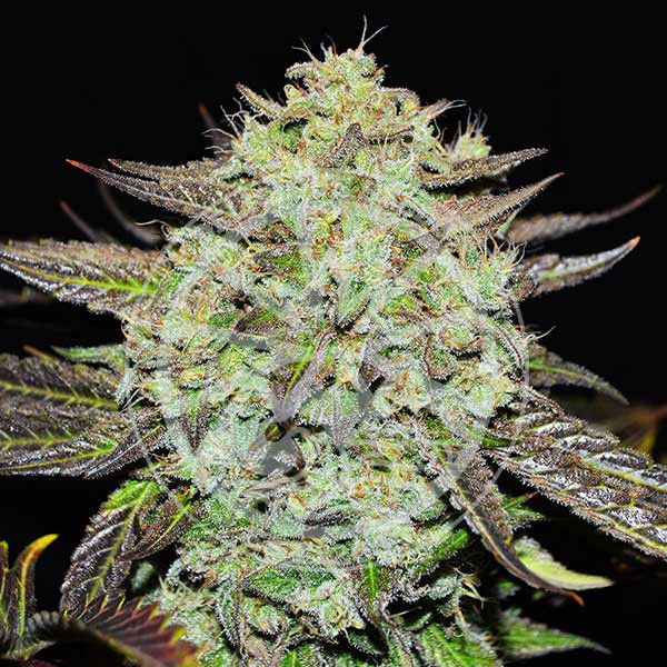 Purple Mango Kush (Delicious Seeds) Feminisoidut