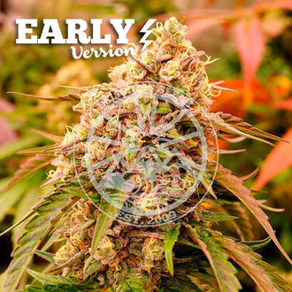 Sunday Punch Early Version (Delicious Seeds) Feminisoidut