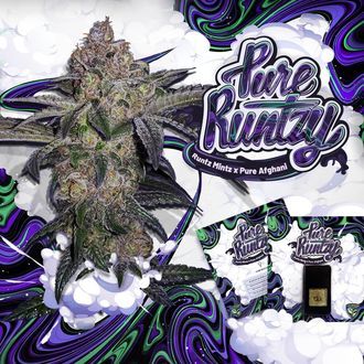 Pure Runtzy (T.H.Seeds) Feminisoidut