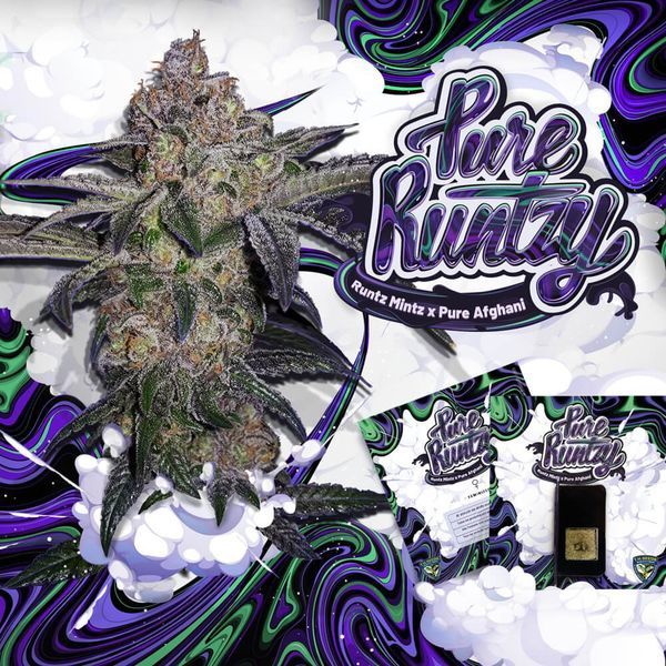 Pure Runtzy (T.H.Seeds) Feminisoidut