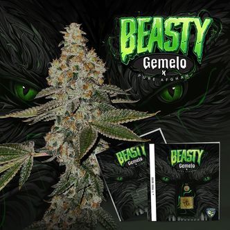 Beasty (T.H.Seeds) feminisoitu