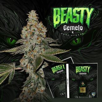 Beasty (T.H.Seeds&trade;) Feminisoidut