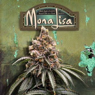 Mona Lisa (T.H.Seeds) feminisoidut kannabiksen siemenet