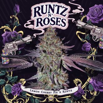 Runtz 'N Roses (T.H.Seeds) Feminisoidut