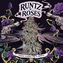 Runtz 'N Roses (T.H.Seeds) Feminisoidut