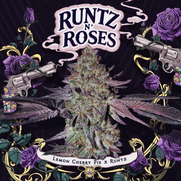 Runtz 'N Roses (T.H.Seeds) Feminisoidut