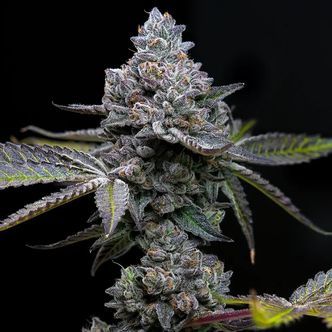 Apple Fritter (Barney's Farm) feminisoidut